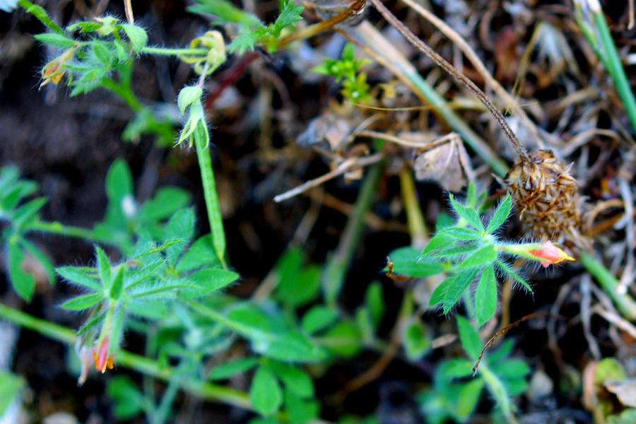 Lotus hispidus / Ginestrino ispido